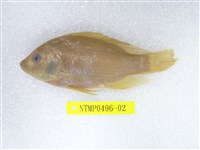 藏品(吳郭魚)的圖片